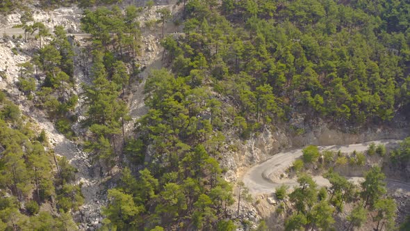 Mountain Peak and Pine Forest