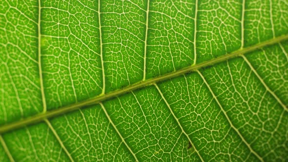 Green Leaf in Nature