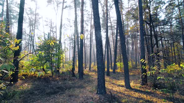 Autumn Pine Forest Sunny Background Motion Cam