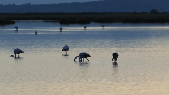 Flamingos during sunset in a lake