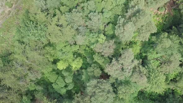 Forest canopy treetops, Rotating Top Shot Pull Back