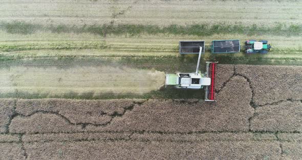 Combine Harvester Harvesting Rapeseed Field. Agriculture, Farmer Harvesting Oilseed Rape Field