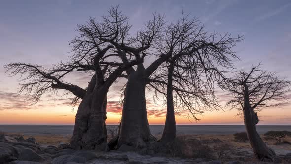 Beautiful Sunrise Behind The Baobab Trees In Kubu Island, Makgadikgadi Pan, Botswana. - timelapse