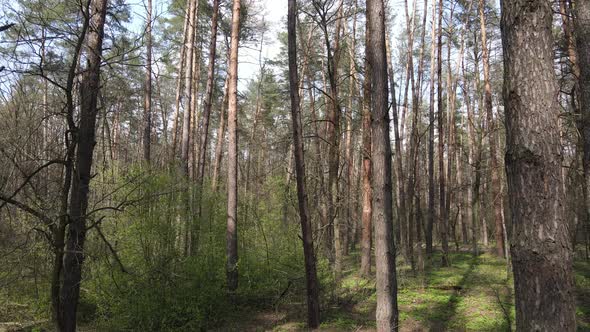 Beautiful Forest Landscape Aerial View Slow Motion