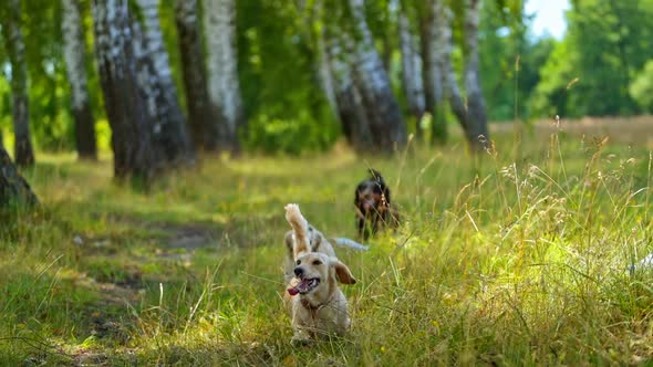 Dogs chasing drone. Dogs jumping and playing with copter