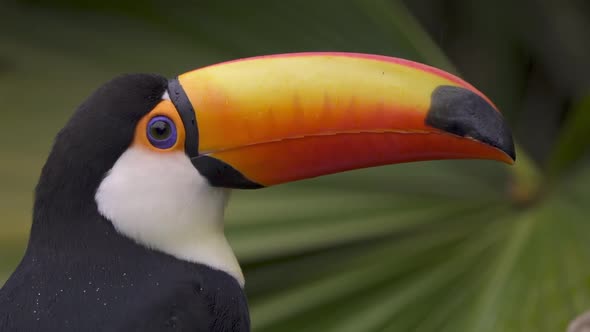 Static shot of Ramphastos Toco turning its head while standing on the jungle