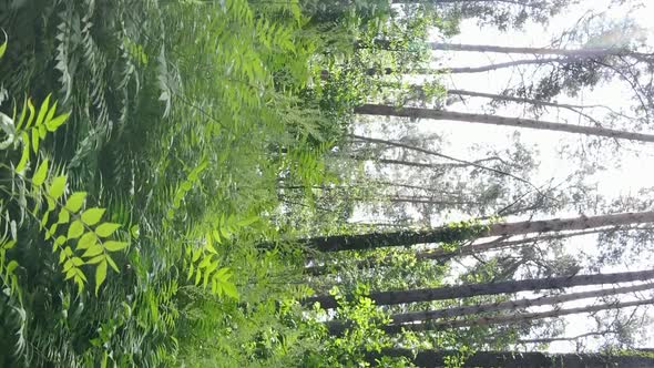 Vertical Video Aerial View Inside a Green Forest with Trees in Summer