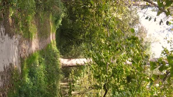 Vertical Video of a Forest Landscape on an Autumn Day in Ukraine