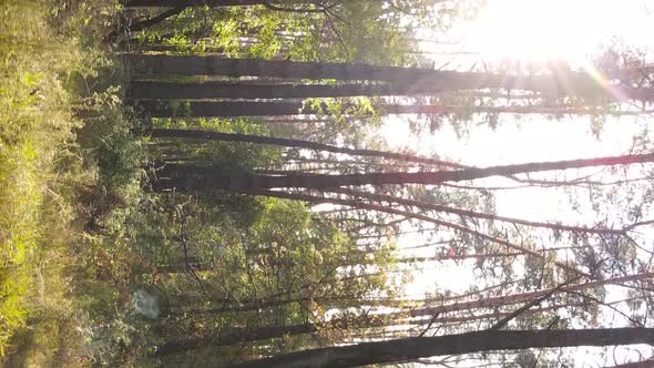 Vertical Video of Trees in the Forest in Autumn