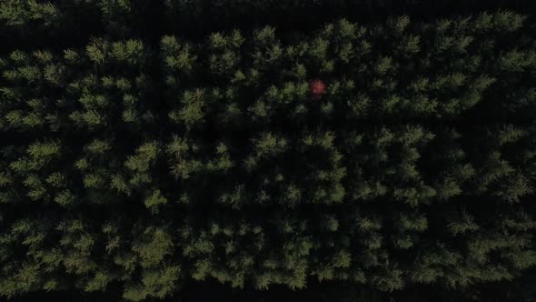 Aerial Top Down View On Forest in Autumn. Drone Flying Over Treetops