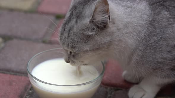 Cute little gray cat drinking milk from glass bowl outdoors
