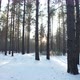 Sunset Through The Winter Forest - VideoHive Item for Sale