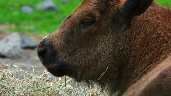 Young bison portrait. Ungulate animal background.