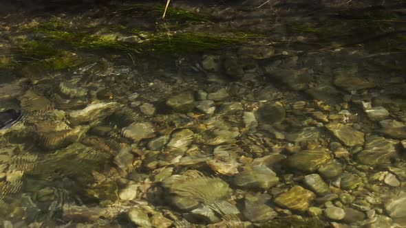 Kokanee Salmon spawning in a small river in Utah