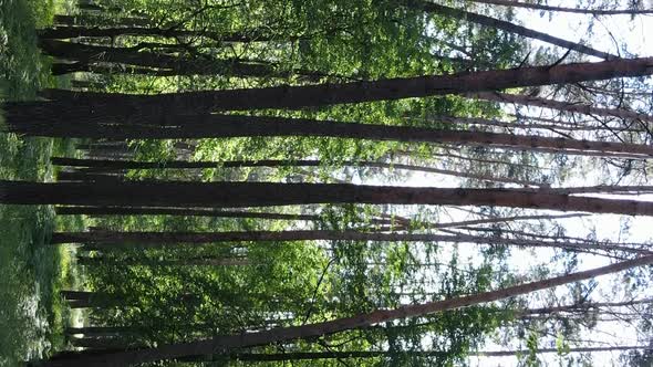 Vertical Video Aerial View Inside a Green Forest with Trees in Summer