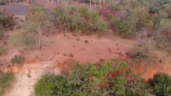 Aerial View Of Guinea Baboons At Wassadou In Senegal