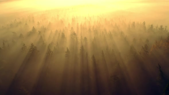 Epic aerial drone shot of a foggy autumn morning forest with sunrays at sunrise