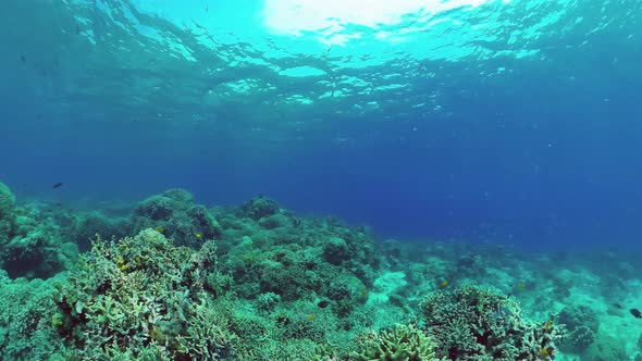 The Underwater World of a Coral Reef. Panglao, Philippines.