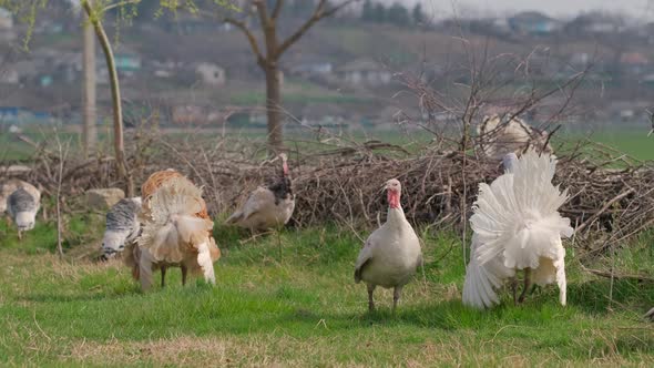 Mating Ritual of Turkeys During Spring Time on Meadow