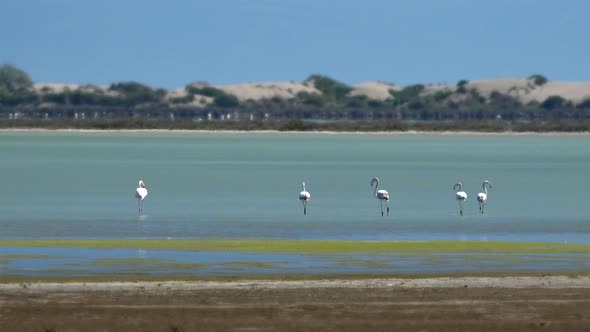 Real Wild Flamingo in Natural Environment
