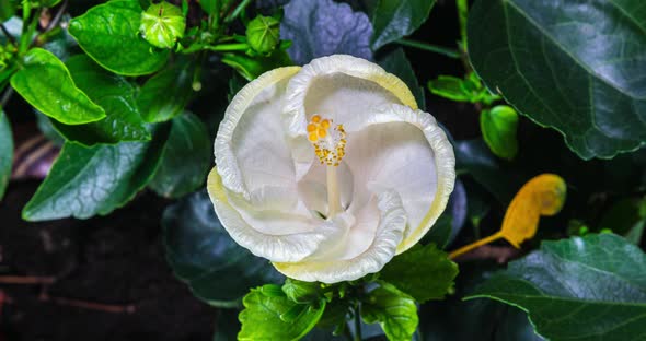 Time lapse of a blooming yellow hibiscus flower.