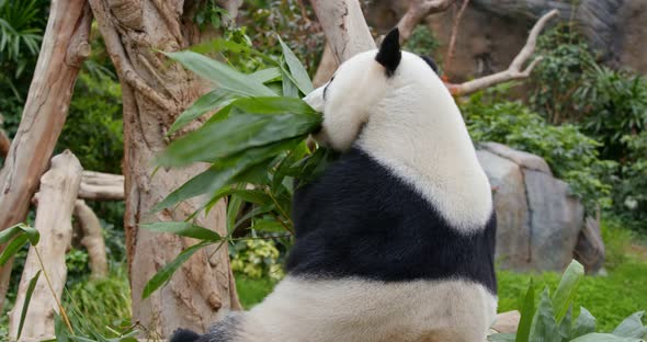 Panda eat bamboo at zoo park
