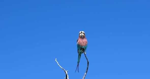 Bird Lilac-brested roller, africa safari and wildlife