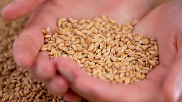 The hands of a young farmer full of golden wheat grains of fresh harvest. The fall of raw seeds