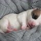 Newborn Puppy Sleeping on Knitted Plaid - VideoHive Item for Sale