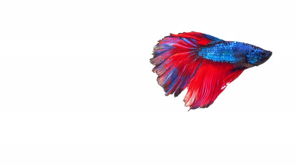 Siamese fighting fish (Betta splendens)