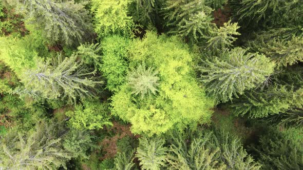 Ukraine, Carpathians: Forest Landscape. Aerial View