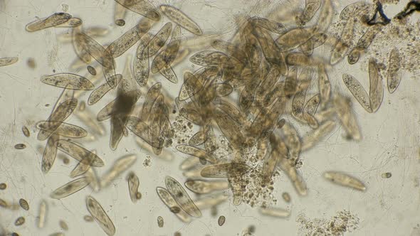 Big Colony Infusorium Paramécium Caudátum in Motion, Under a Microscope