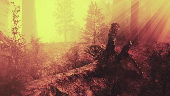 Deep in the Forest on a Misty Morning alt