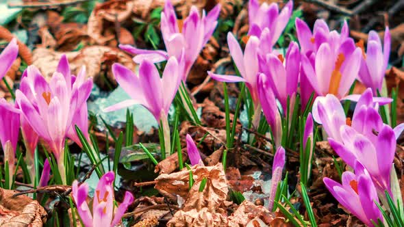 Detail of Crocus Flowers Bloom Fast in Forest Meadow in Spring