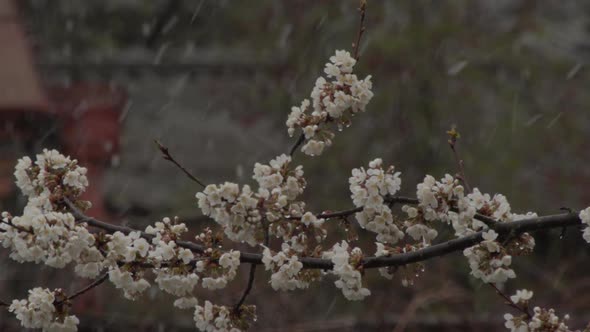 Spring Buds and Flowers of Fruit Tree