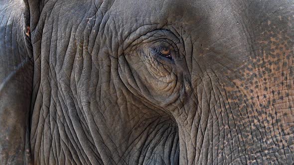 Asian Elephant Eye