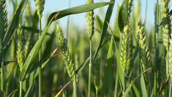 Dolly Shot Green Wheat Stalks In The Field CloseUp