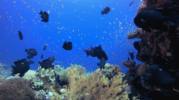 Underwater Scene Marine Life