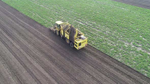 Special Agricultural Machinery Collects Beet on the Field