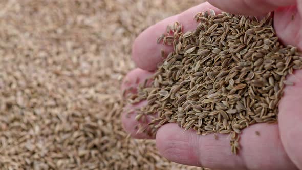 Dry Dill Seeds Pouring on Pile Rotating Closeup with Slomo