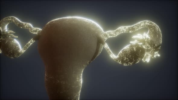 Female Reproductive System Anatomy alt