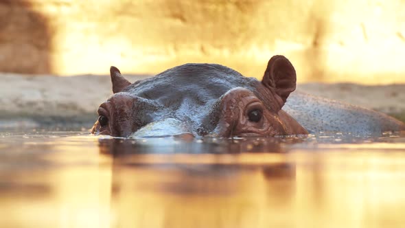 Hippo Swims in the River in the Evening. Face Close Up