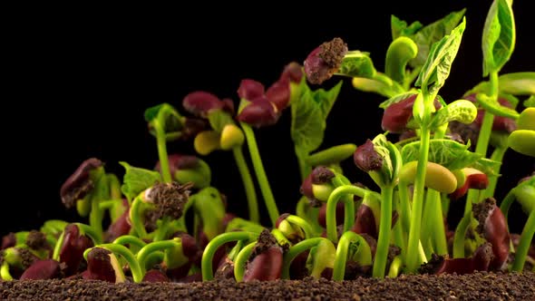 Beans Germination on Black Background