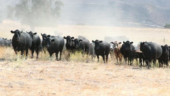 camera pans as pregnant cows progressively walk closer