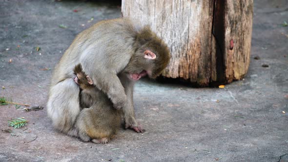 Japanese Macaques. Monkeys, Mother Cares for the Cub.