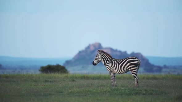 Zebra standing and walking in a grassland, in the Kenyan savannah, Africa, at dusk