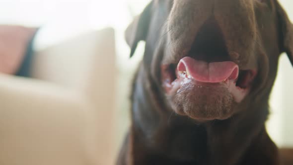 Labrador Dog Portrait