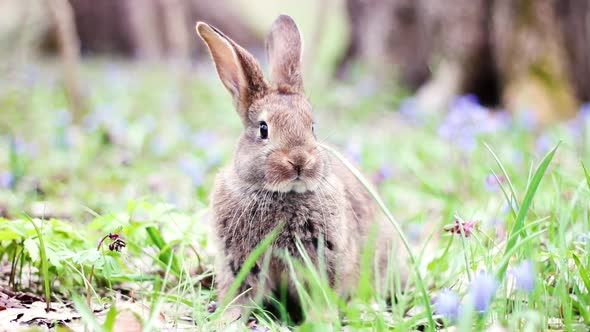 Portrait of a Cute Fluffy Brown Rabbit with Big Ears Looking Directly at the Camera Green Flower