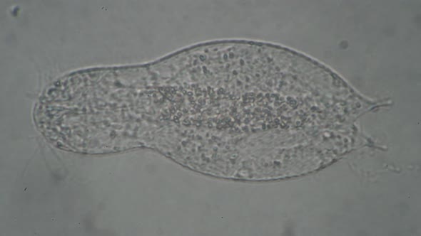 Microscopic Transparent Worm Gastrotricha with Visible Organs Close Up
