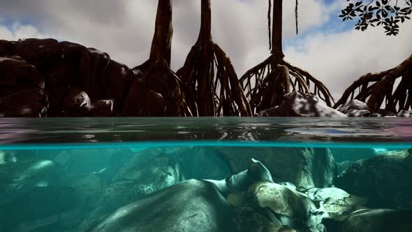 Above and Below the Sea Surface Near Mangrove Trees